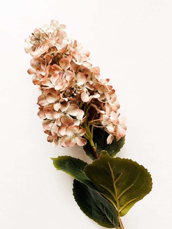 Syrinhortensia 80 Cm Støvet Rosa