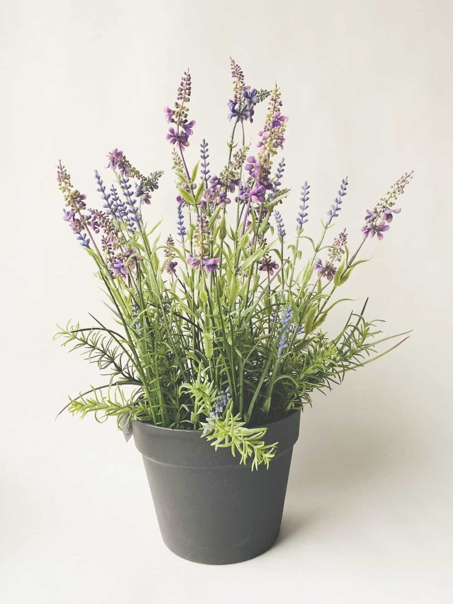Trend - Lavendel H 50 Cm